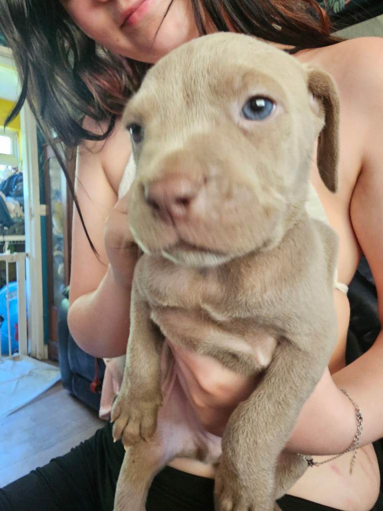 Price dropped .....Last 2 boys ...cane corso x great dane 