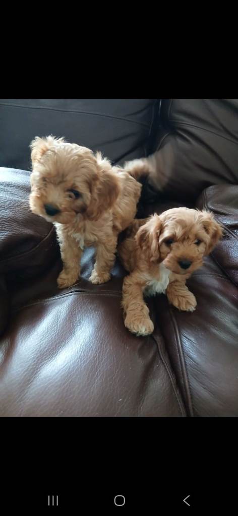 Cavapoo puppies for sale 