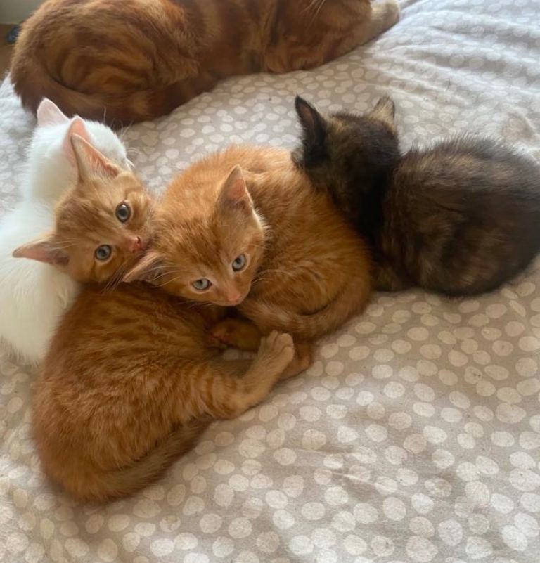 Beautiful kittens 