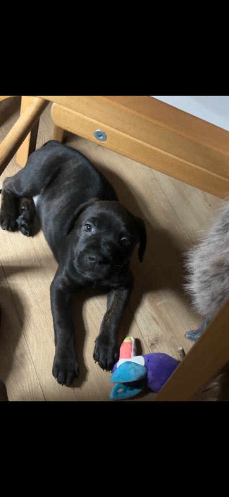 multigen Bandogge Puppies/mastiff