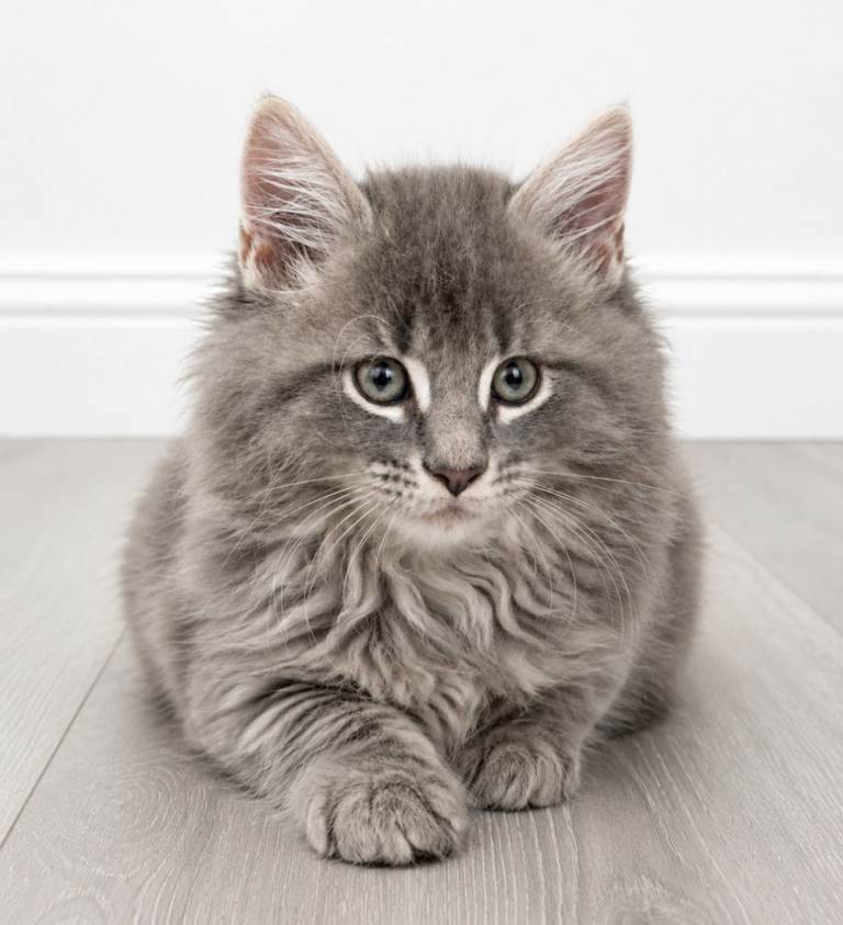 Maine Coon Cross Kittens 