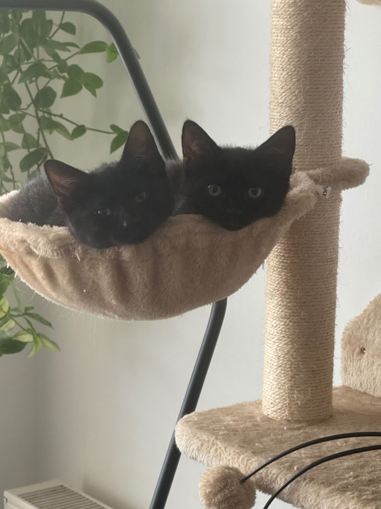 *GONE PENDING* gorgeous kittens 