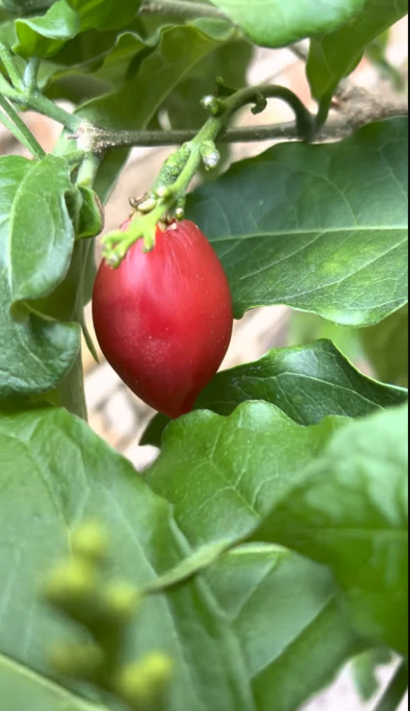*RARE* Peanut Butter fruit tree - 'Bunchosia glandulifera'