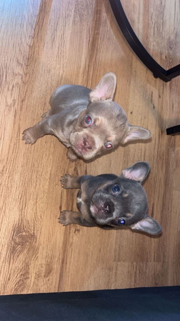 Frenchie puppies