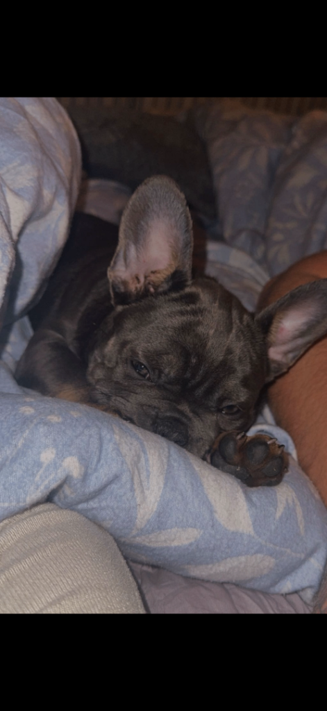 French bulldog 💗