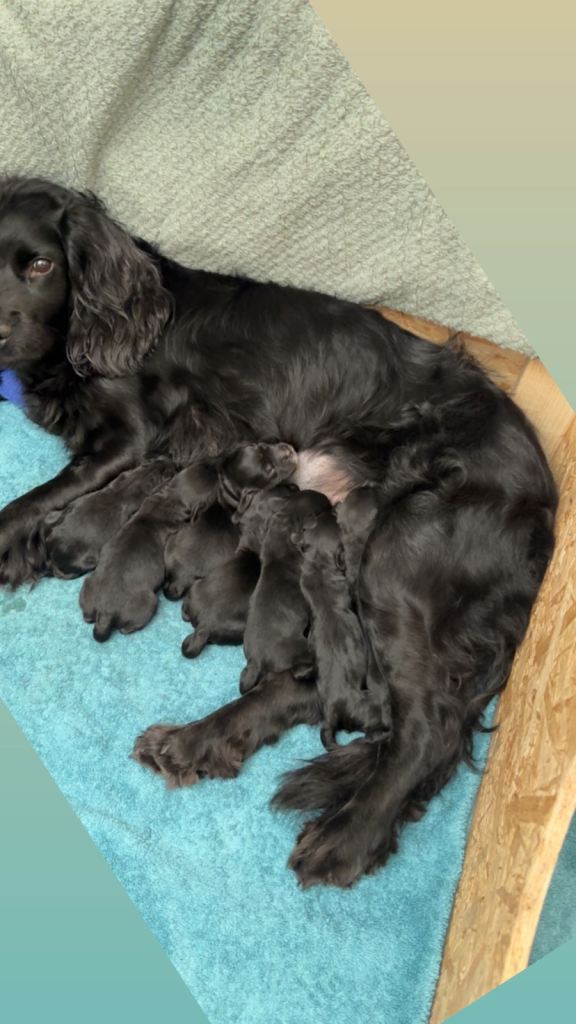 Litter of cocker spaniel pups 🐶