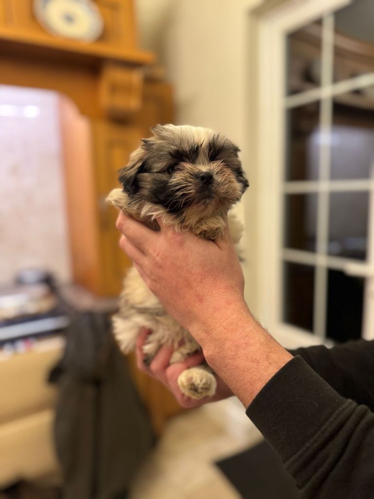 Shih Tzu puppies 