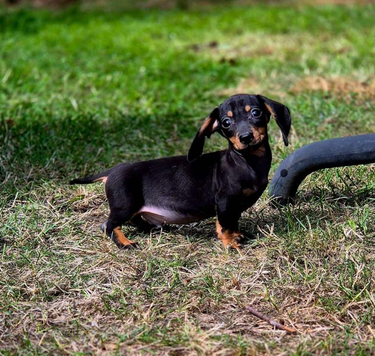 Miniature Dachshund Puppies