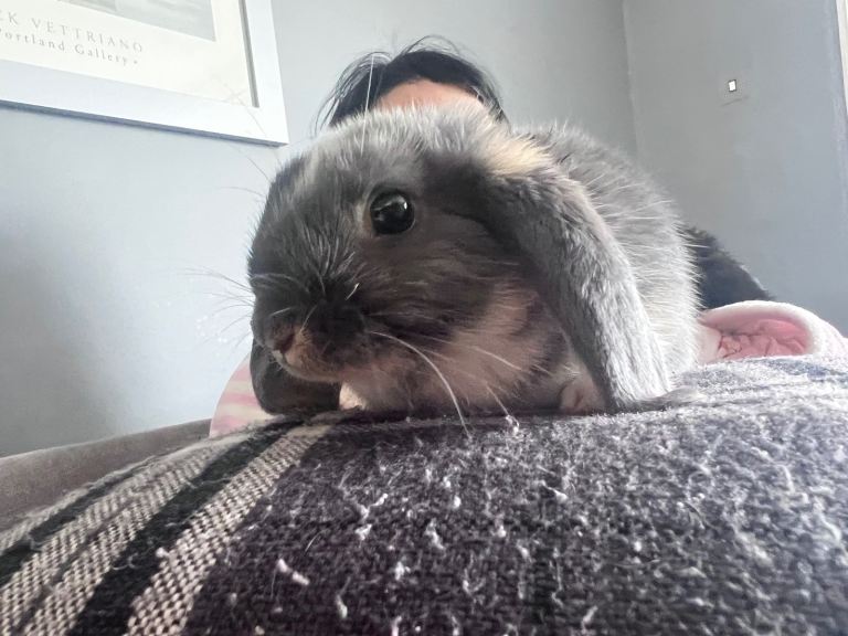3 rabbits for sale 