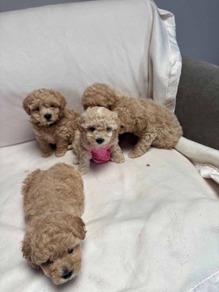 F1 maltipoo 