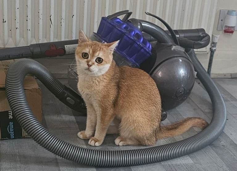 Shogai (Feline,British Shorthair)