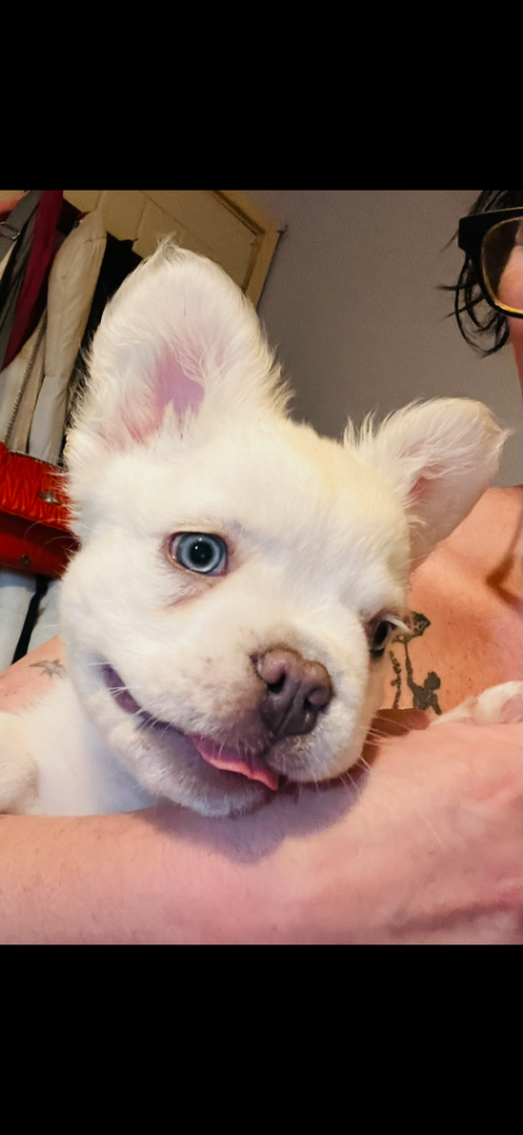 Fluffy French bulldogs 