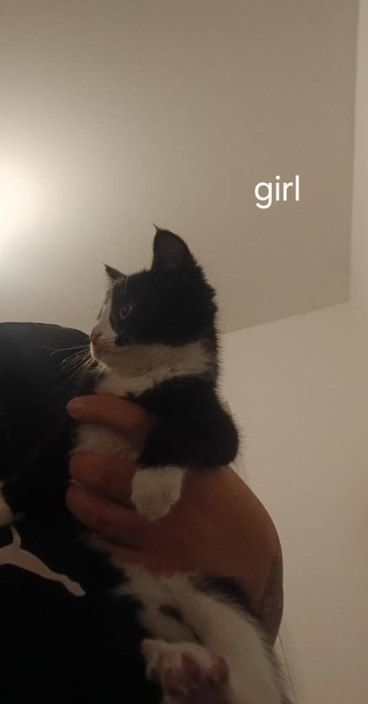 Kittens, mixed breed 