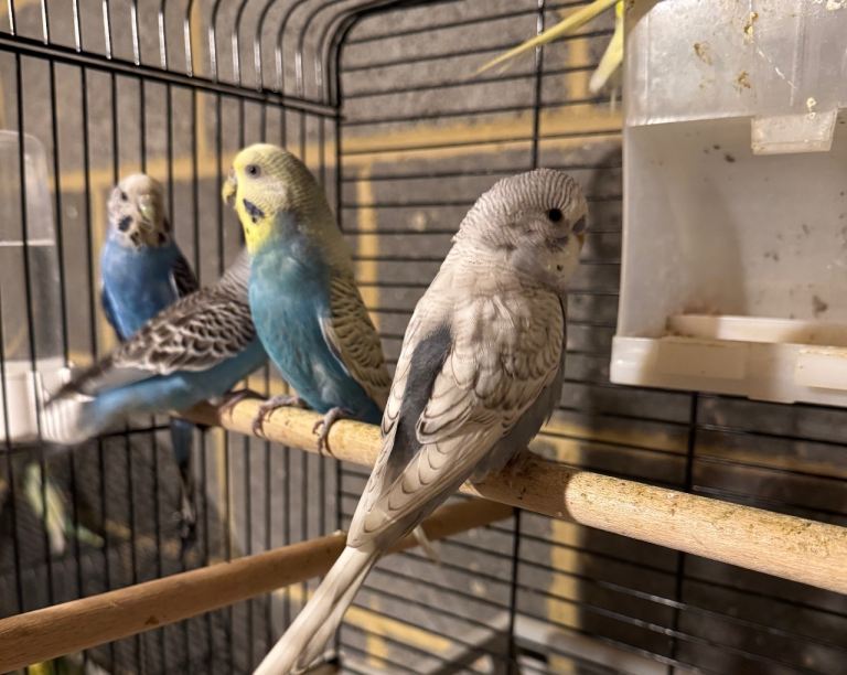 Budgies for Sale – Healthy & Active