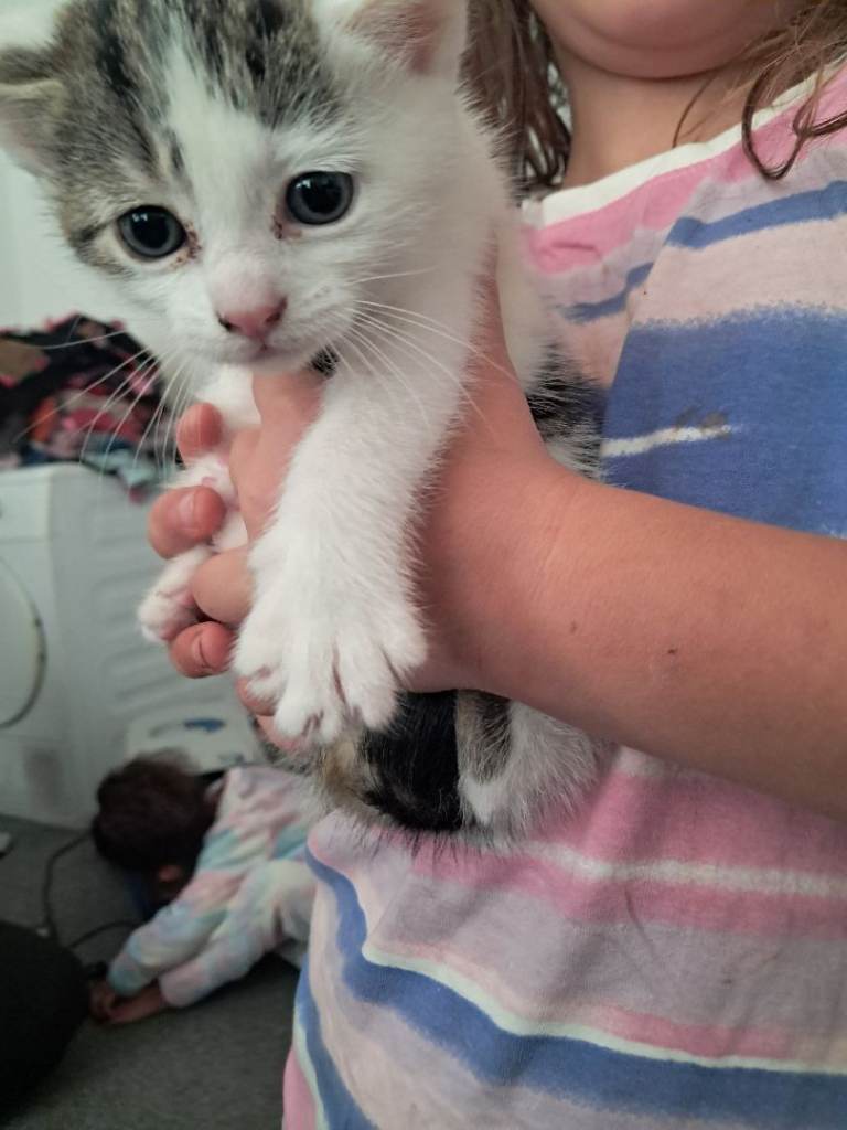 2 girls 1 boy kittens 80 each