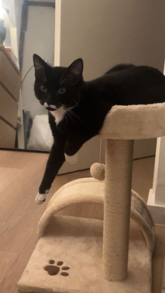 looking for a new home 