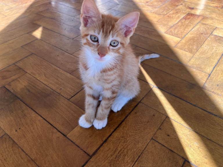 Adorable Kittens