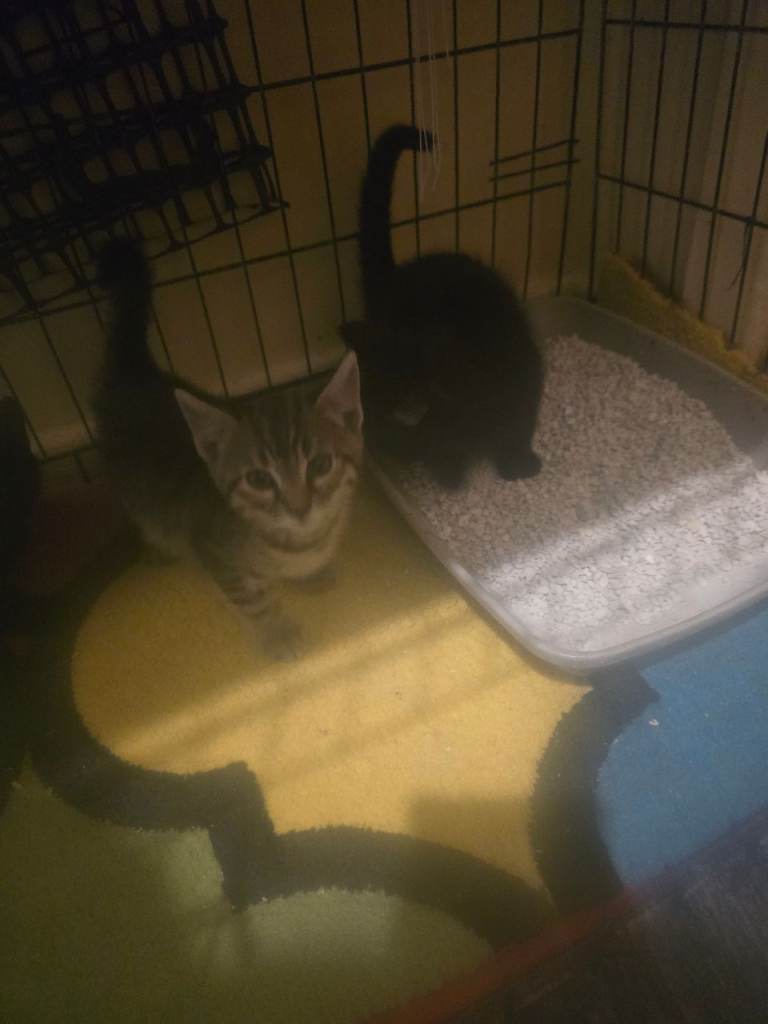 Kittens for sale
