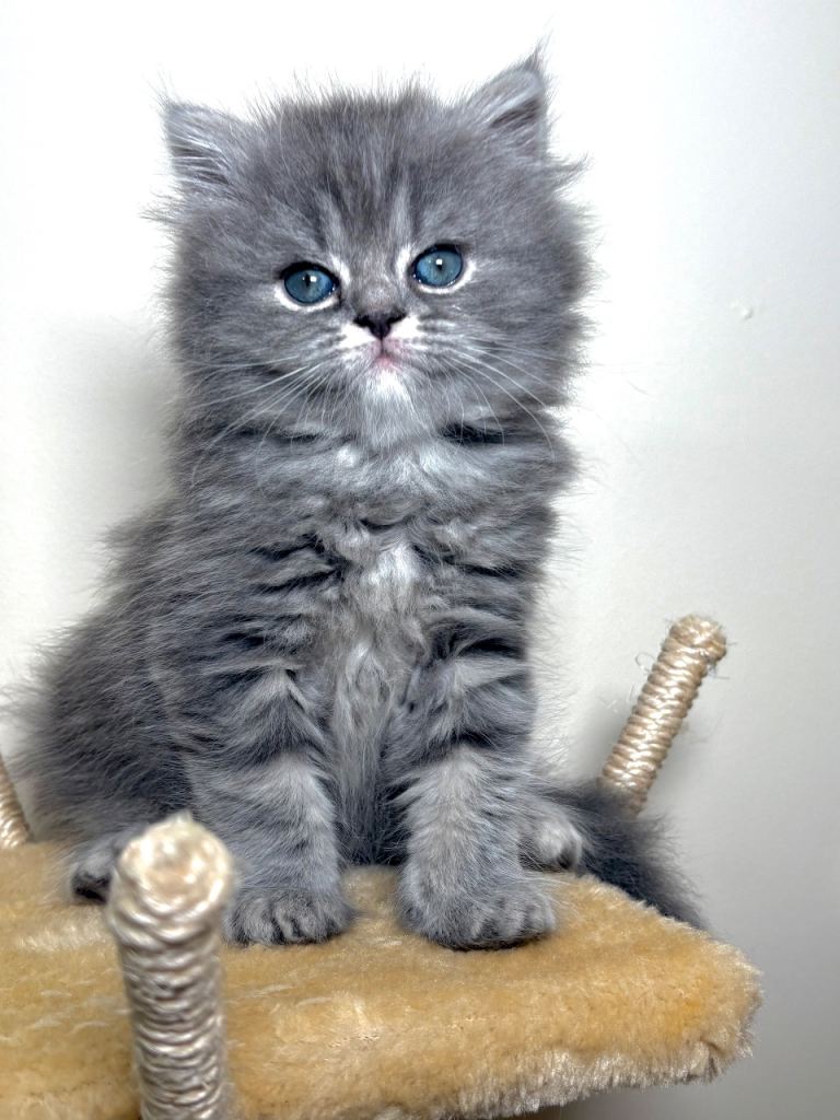Pure breed Rare Colours White Grey Gorgeous Persian Kittens Girls 