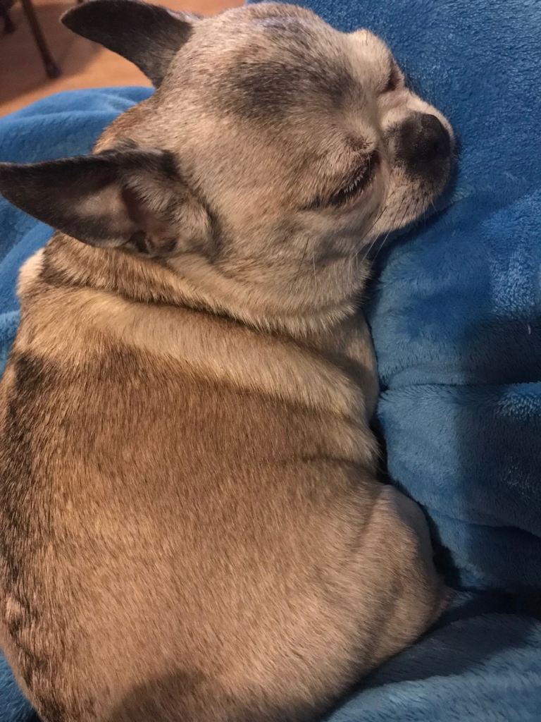 Tiny chihuahua x pug 