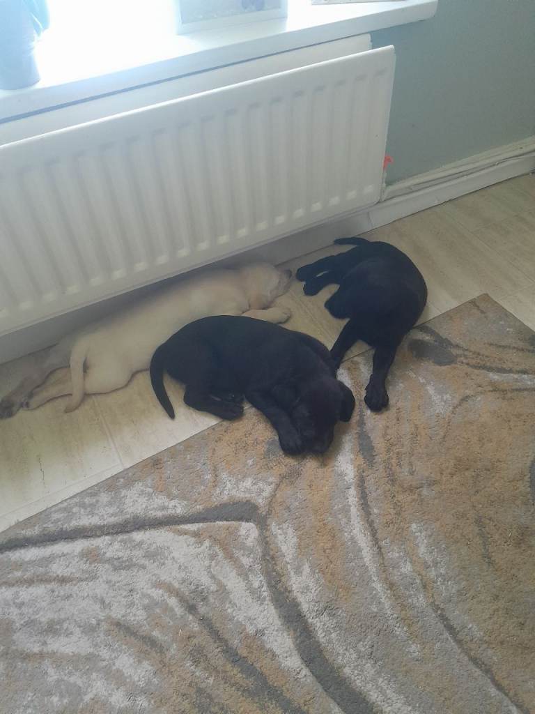 Lab pups