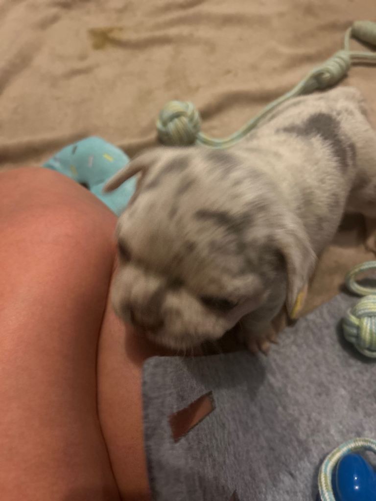 French bulldog puppies