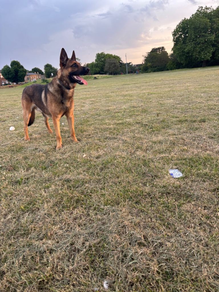 Simba German shepherd x Belgian malinois 