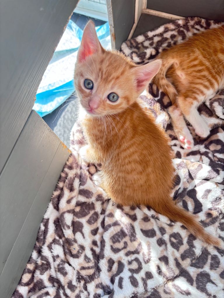 2 boy kittens 