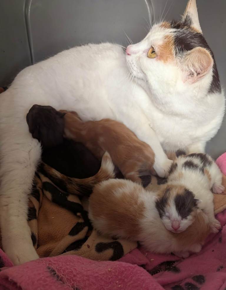 Pretty kittens, various colours, wormed/flead/litter trained/ socialised  Microchipped