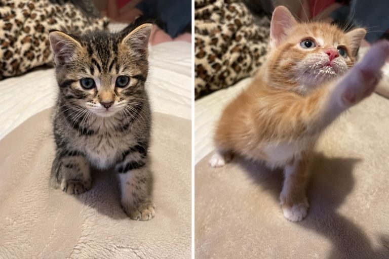 🐾 Beautiful Kittens Looking for Their Forever Homes 🐾