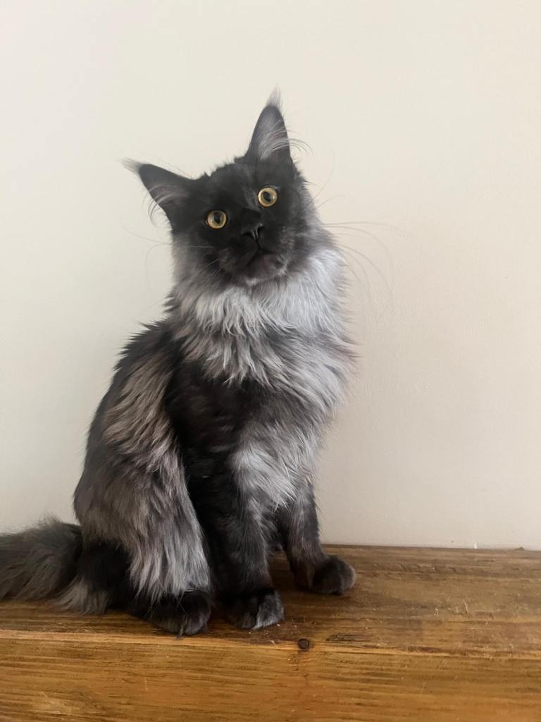 Maine coon kittens, 7 months old