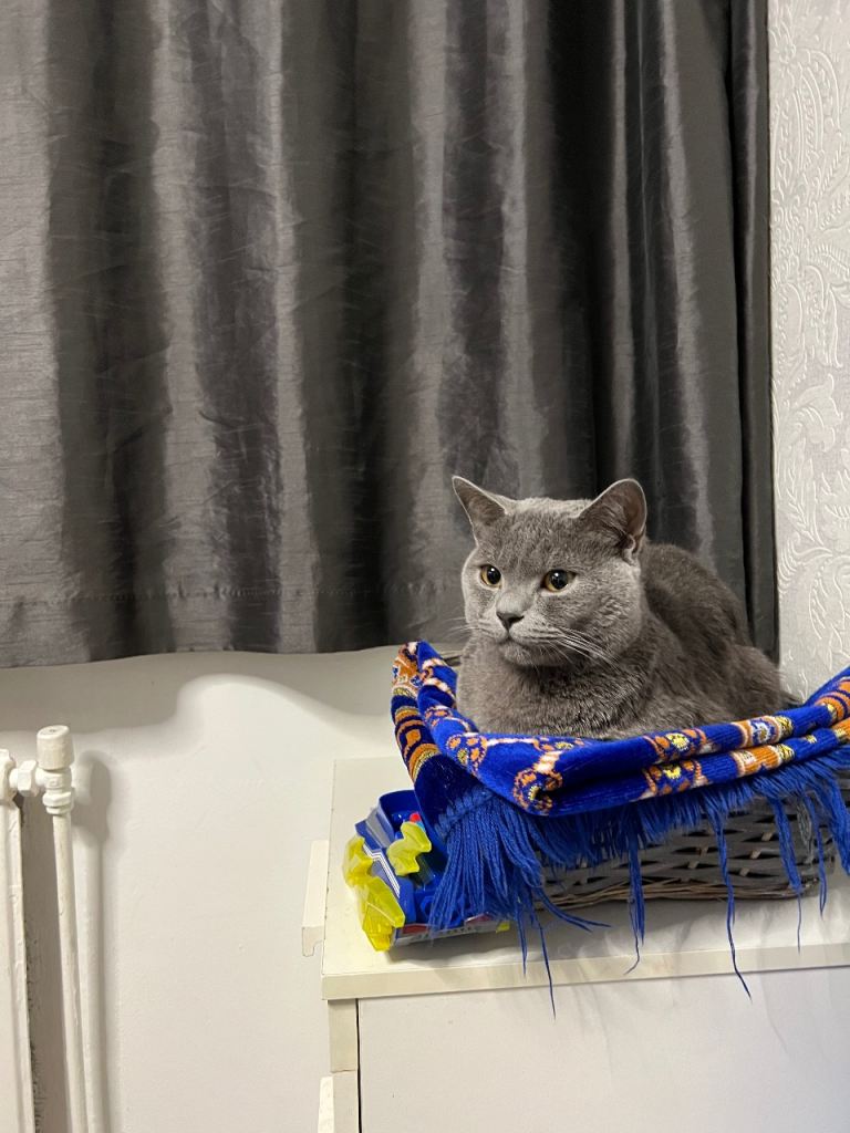 Russian Blue for sale!