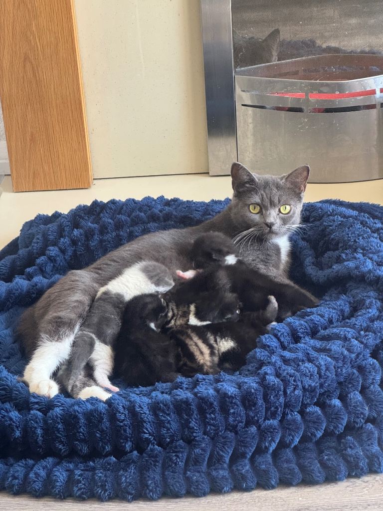 kittens 