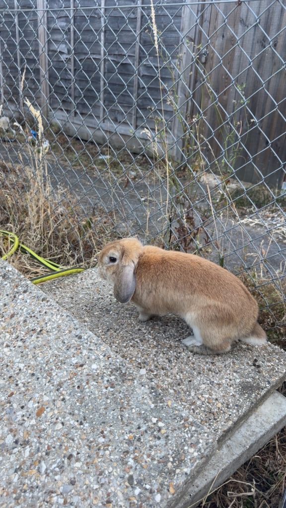 Mini lop rabbits for sale 