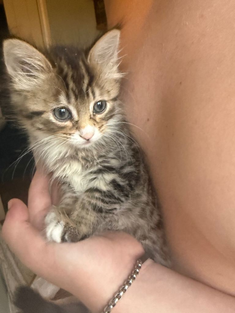 Kittens 