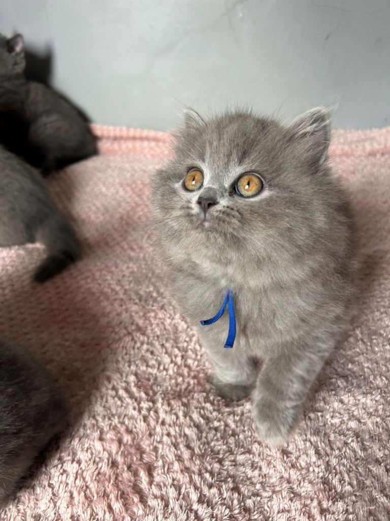 British short/longhair blue pedigree kittens