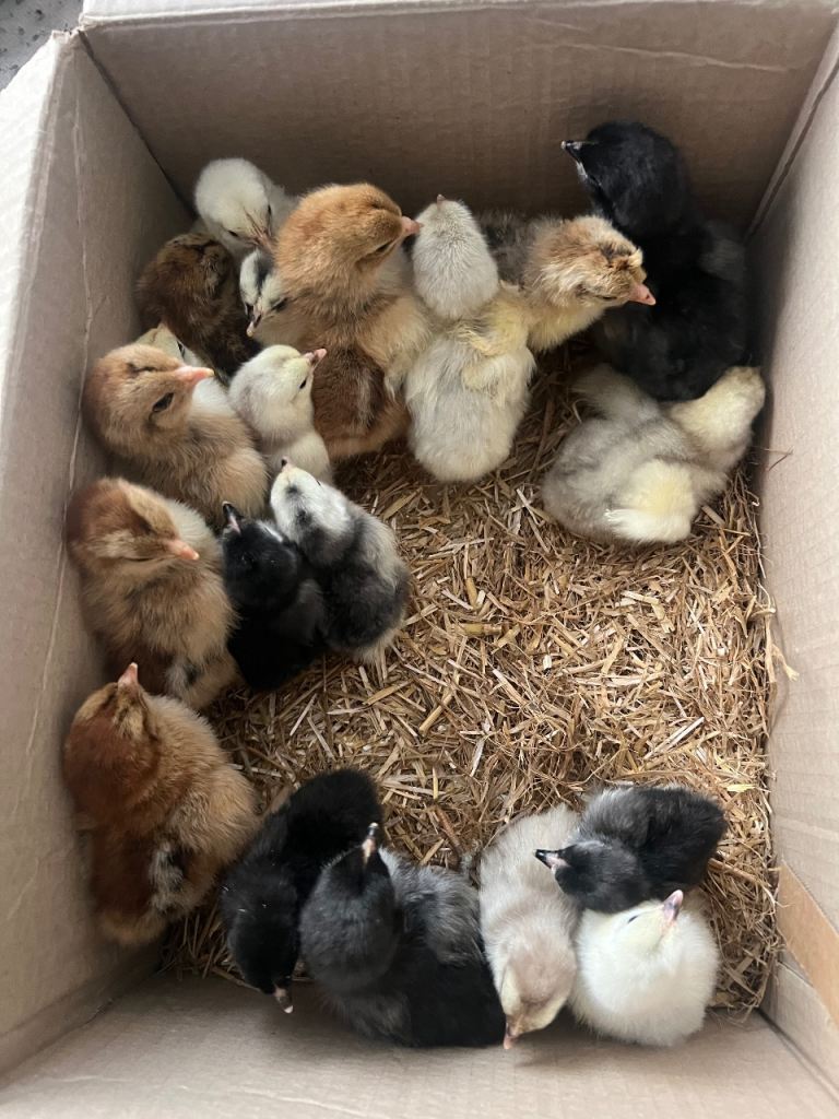Day old chicks, growers , point of lay and layers available 