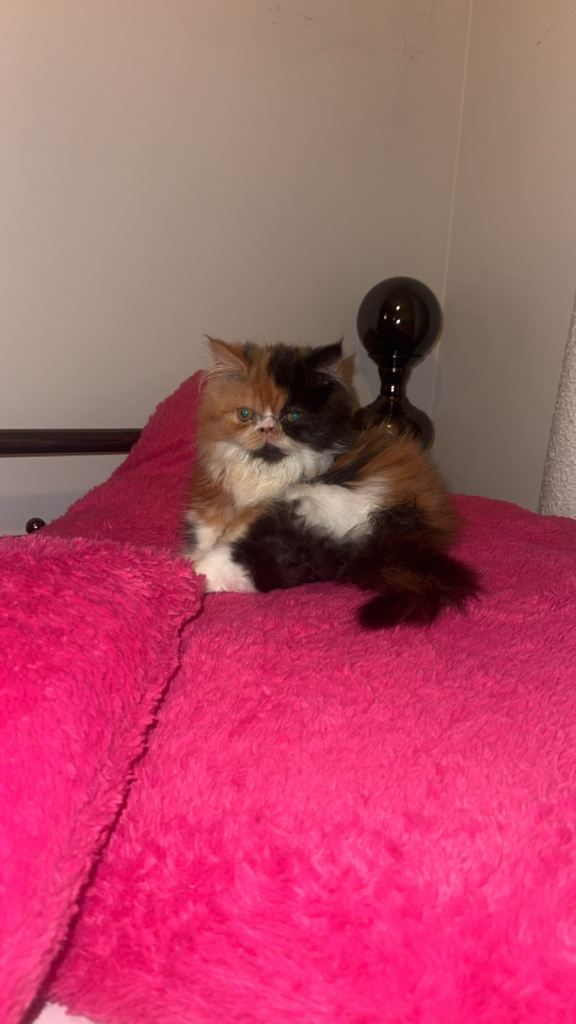 Persian chinchilla for sale 