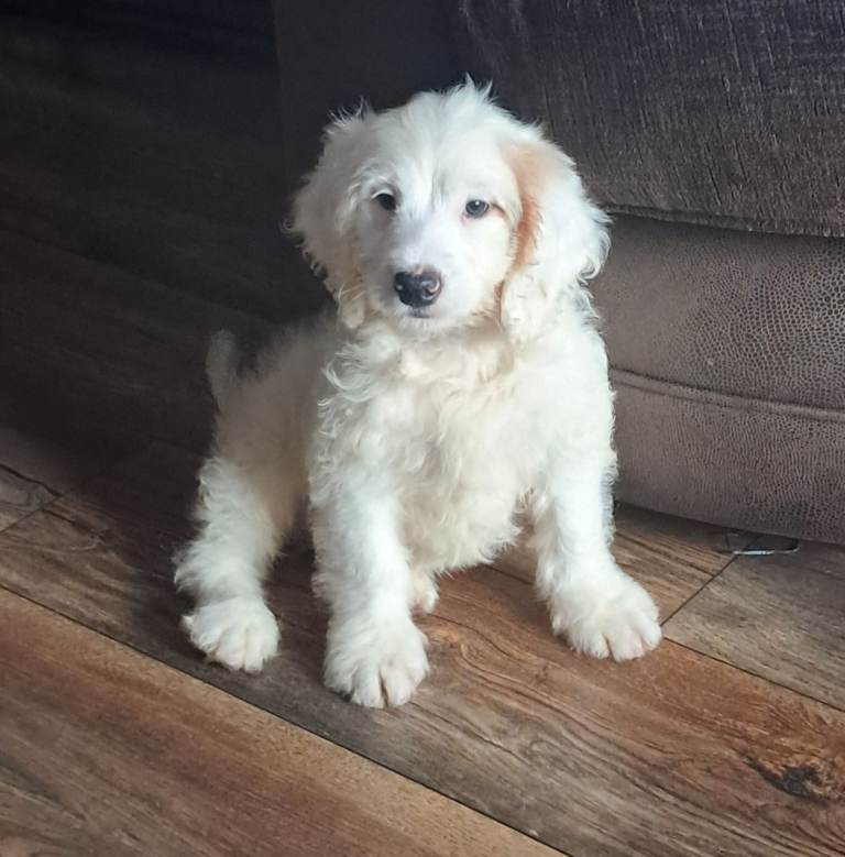 Cockapoo puppies 