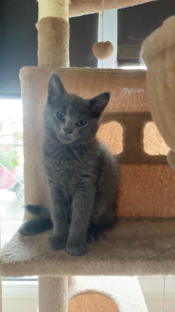 2 Rag x Persian Kittens 