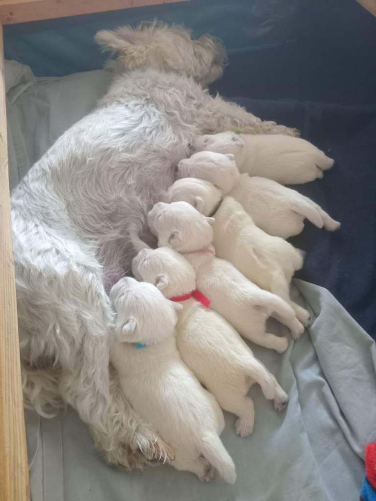 KC registered West Highland (Westie) puppies