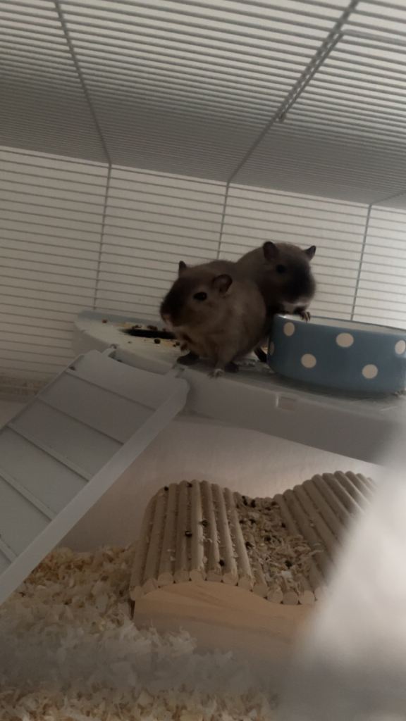 2 female gerbils