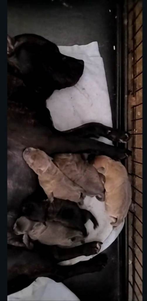 Staffordshire puppies 