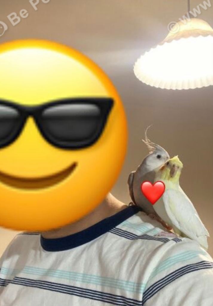 Cockatiels With Cages Food & Toys. 