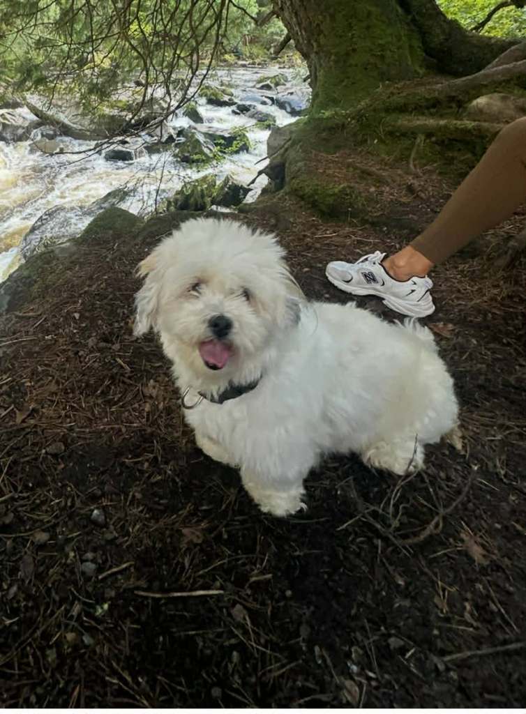 Lhasa apso puppies for sale. 4 girls 1 boy