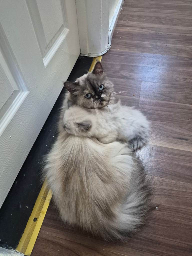 Ragdoll kittens ready now