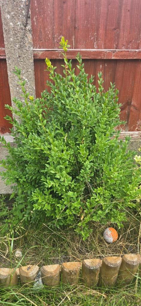 35 inch Buxus 