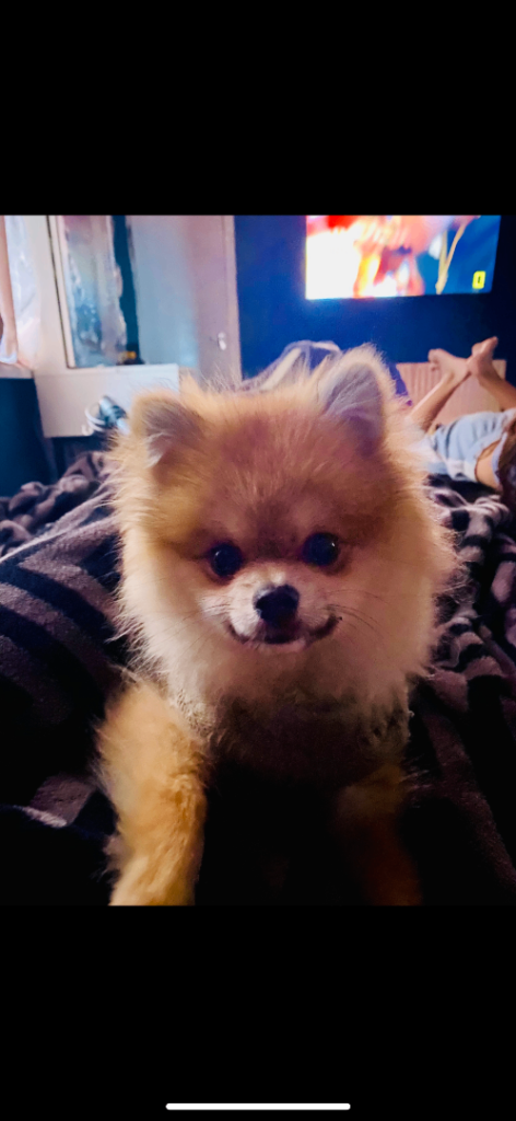 Pomeranian