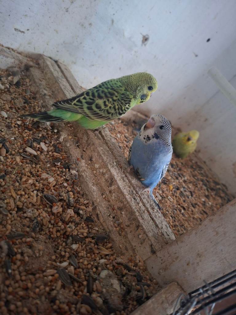 Budgie babies