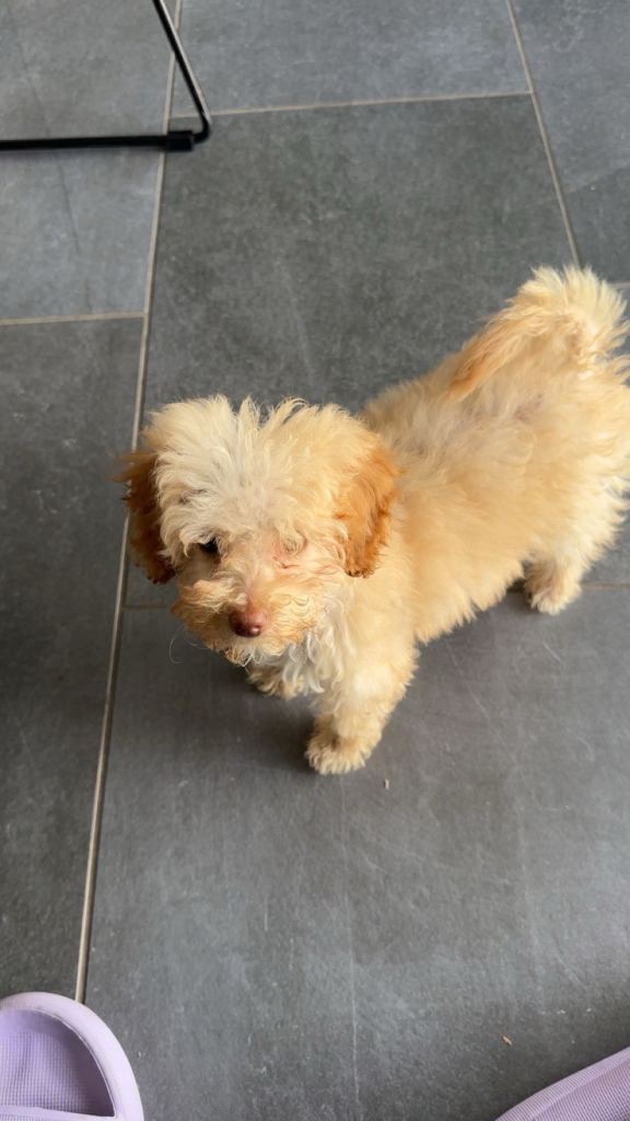 Beautiful Maltipoo 